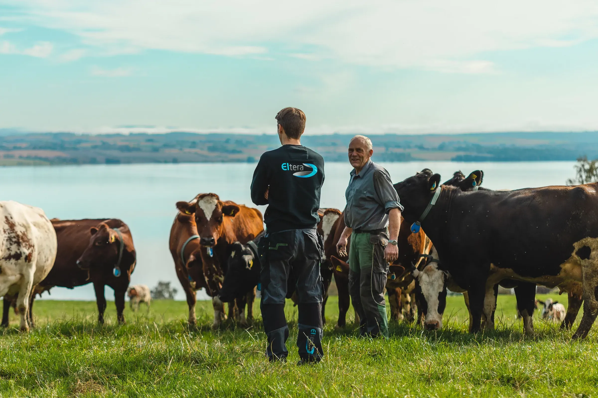 Elektriker fra Eltera Plassen på gård med bonde og kuer.