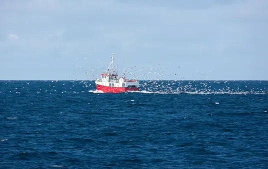 fiskebåt og måker på sjøen