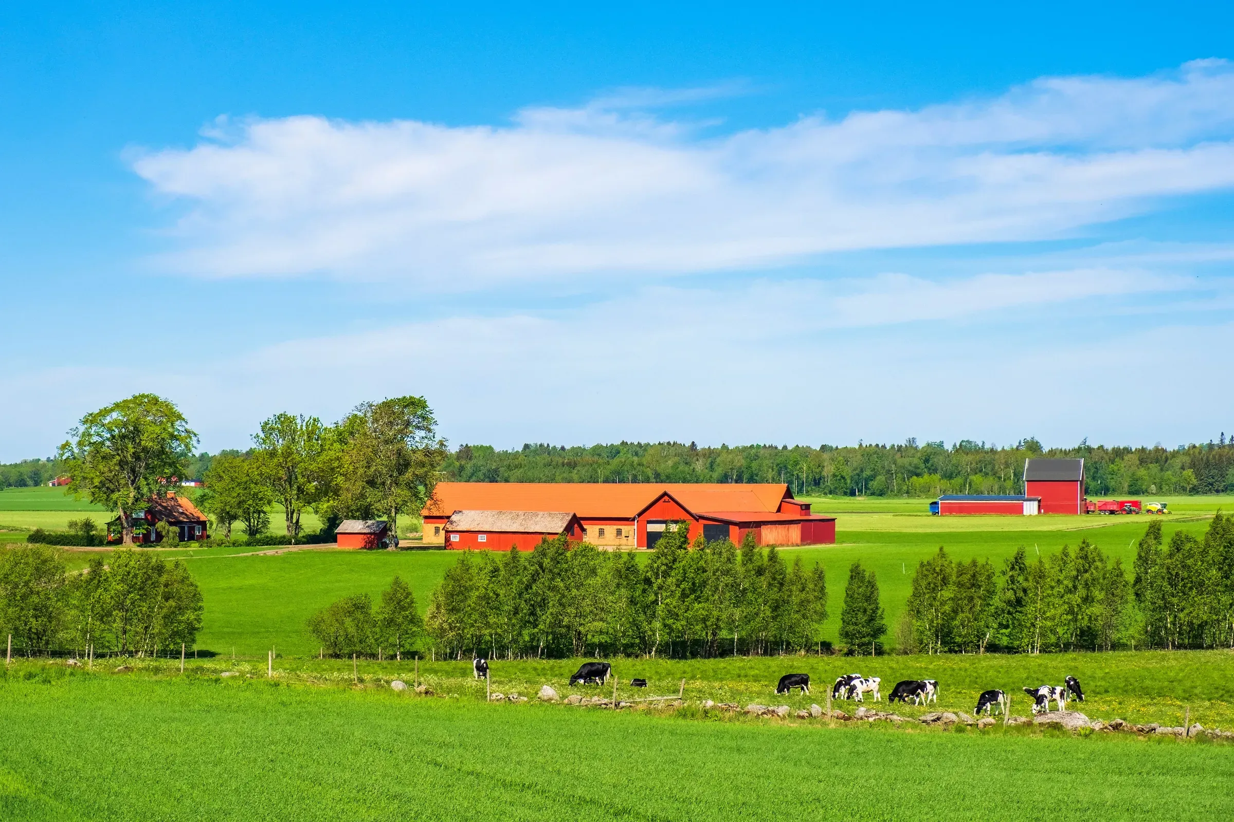 Et idyllisk landskap med en bondegård, grønne jorder og kyr som beiter i forgrunnen under en blå himmel.